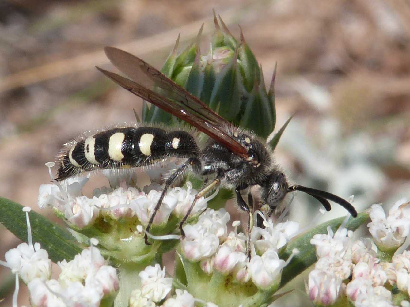 Maschio di Colpa sexmaculata